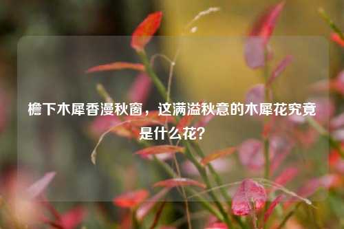 檐下木犀香漫秋窗,这满溢秋意的木犀花究竟是什么花?