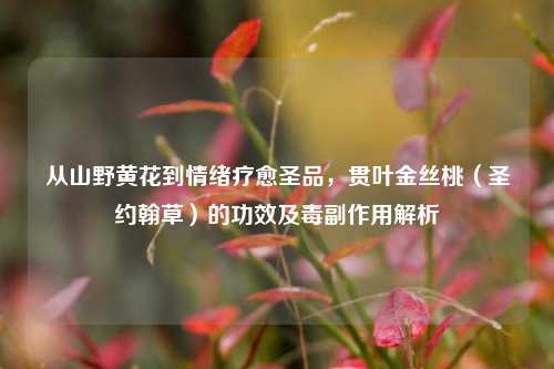 从山野黄花到情绪疗愈圣品,贯叶金丝桃(圣约翰草)的功效及毒副作用解析