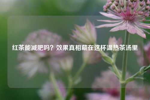 红茶能减肥吗?效果真相藏在这杯温热茶汤里